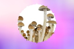 B+ psilocybin mushroom strains