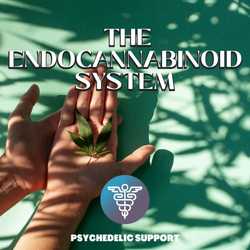 Featured Image: The Endocannabinoid System:  Exploring Synergy and Homeostasis