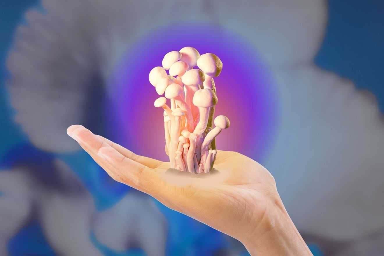Featured Image: Psilocybin Safety Beyond Psychotropics: Understanding Medication Interactions